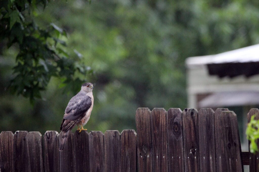 coopers hawk on a fence