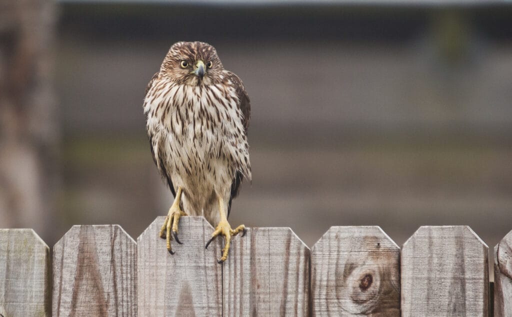 coopers hawk on a fence