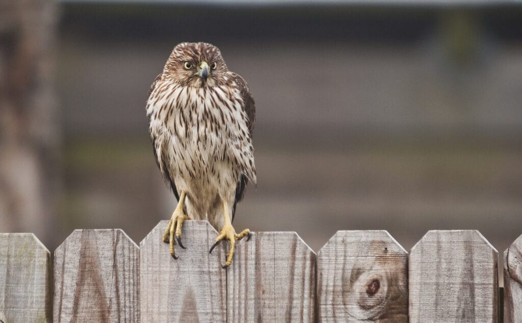 Immature Coopers Hawk