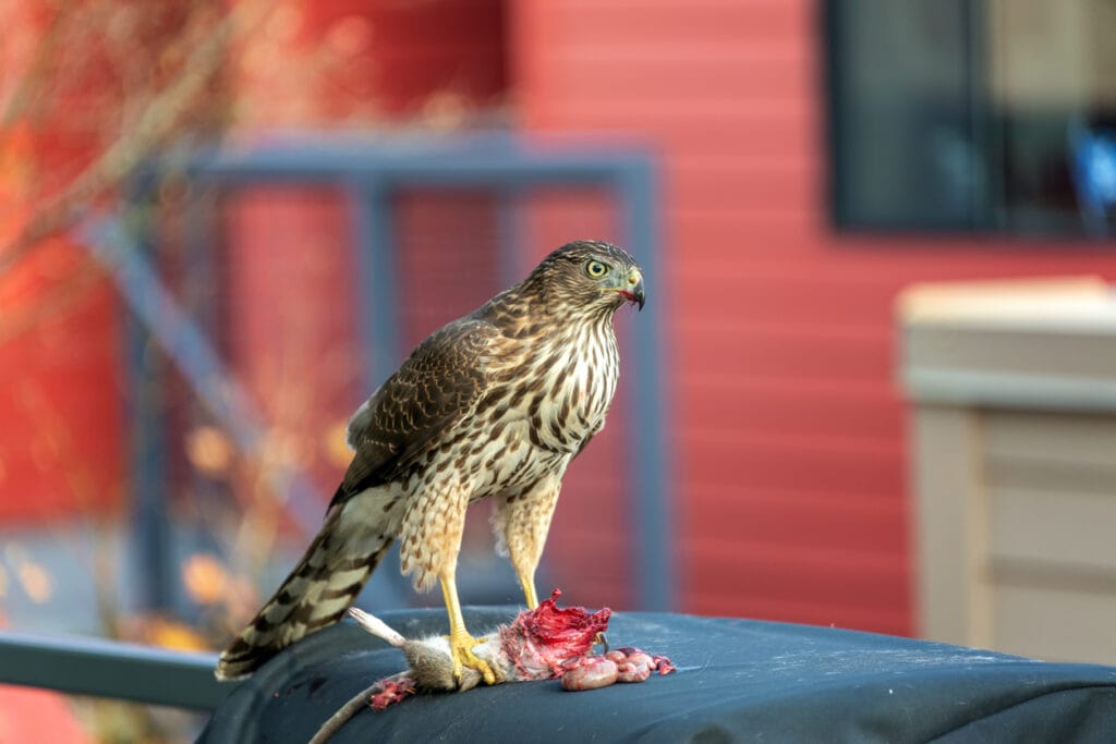 Coopers Hawk Eating a Rat