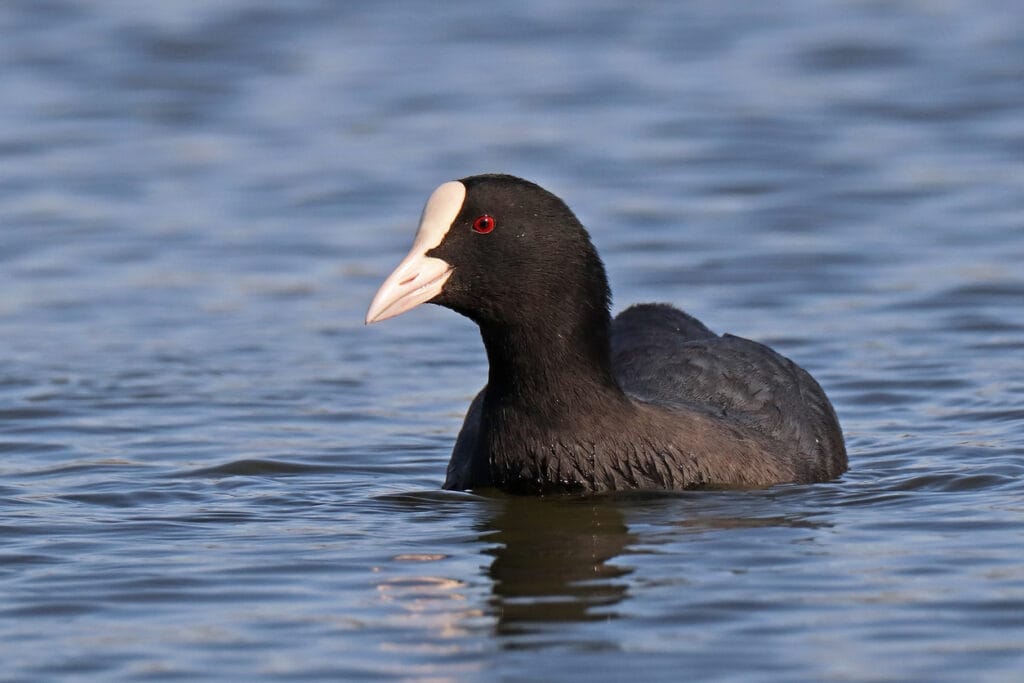 coot swimming