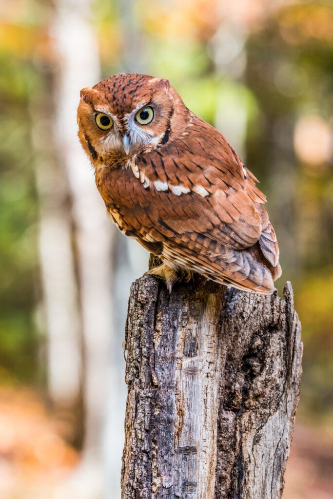Screech Owl on a Log