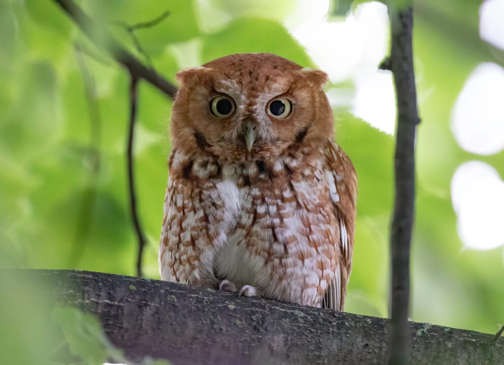 eastern screech owl