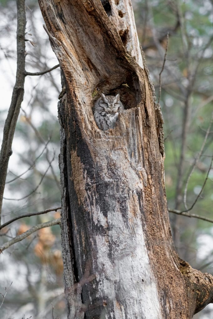 Screech Owl in a Dead Tree