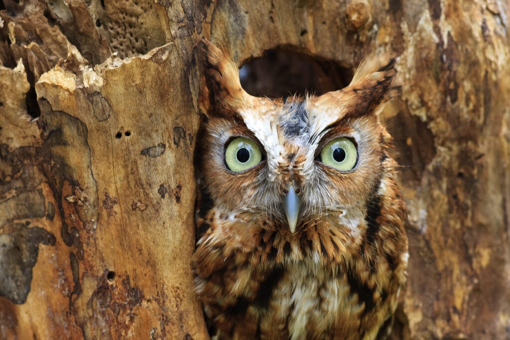 eastern screech owl in a tree