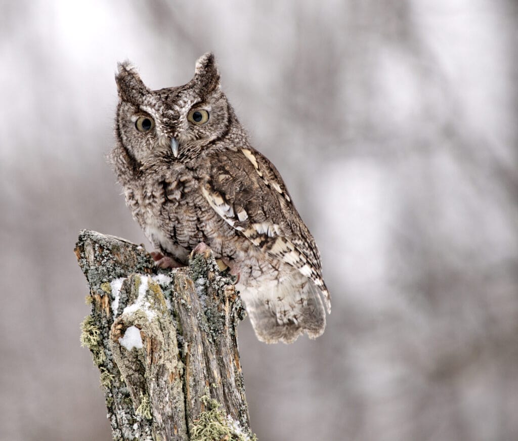 eastern screech owl on stump