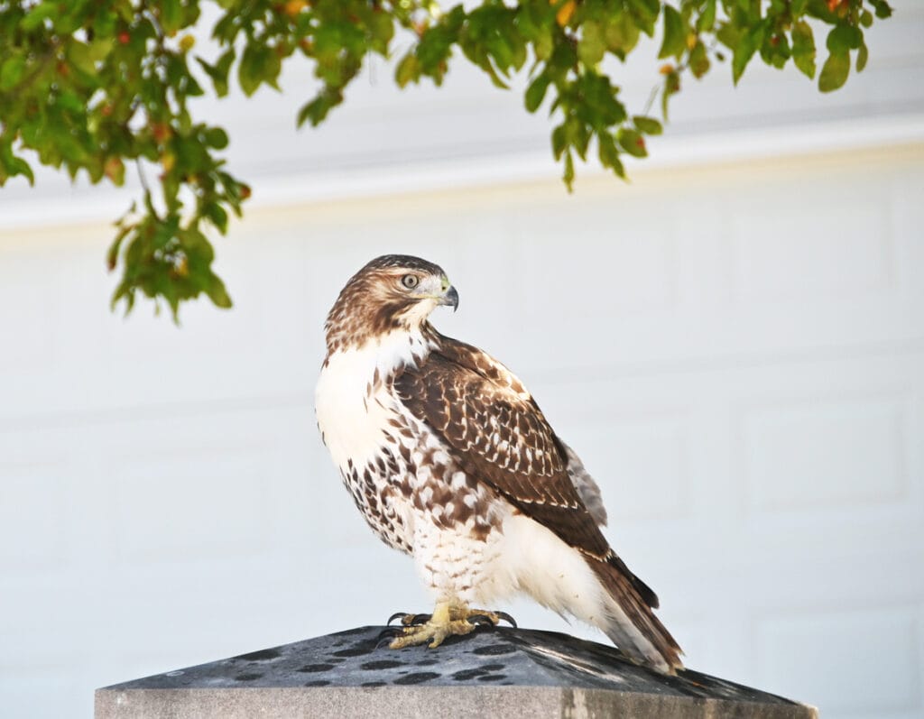 ferruginous hawk on home