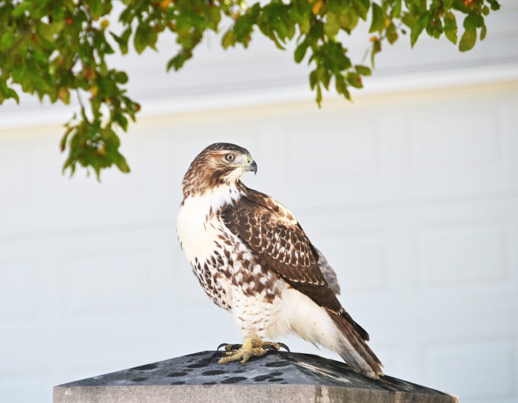 red tailed hawk