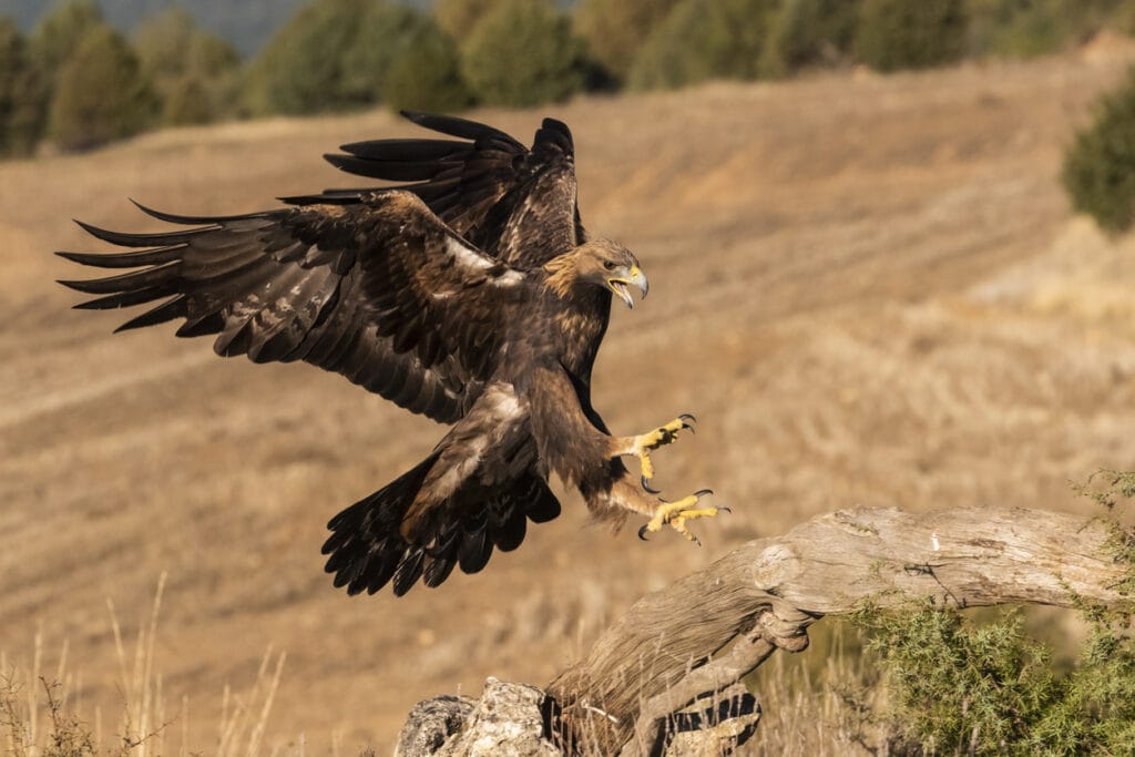 golden eagle landing