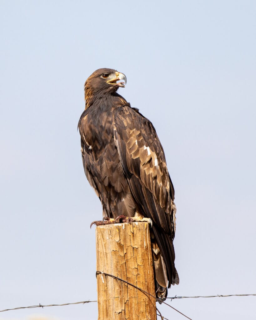 golden eagle on fence