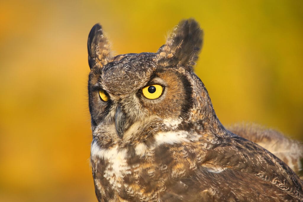 great horned owl close up