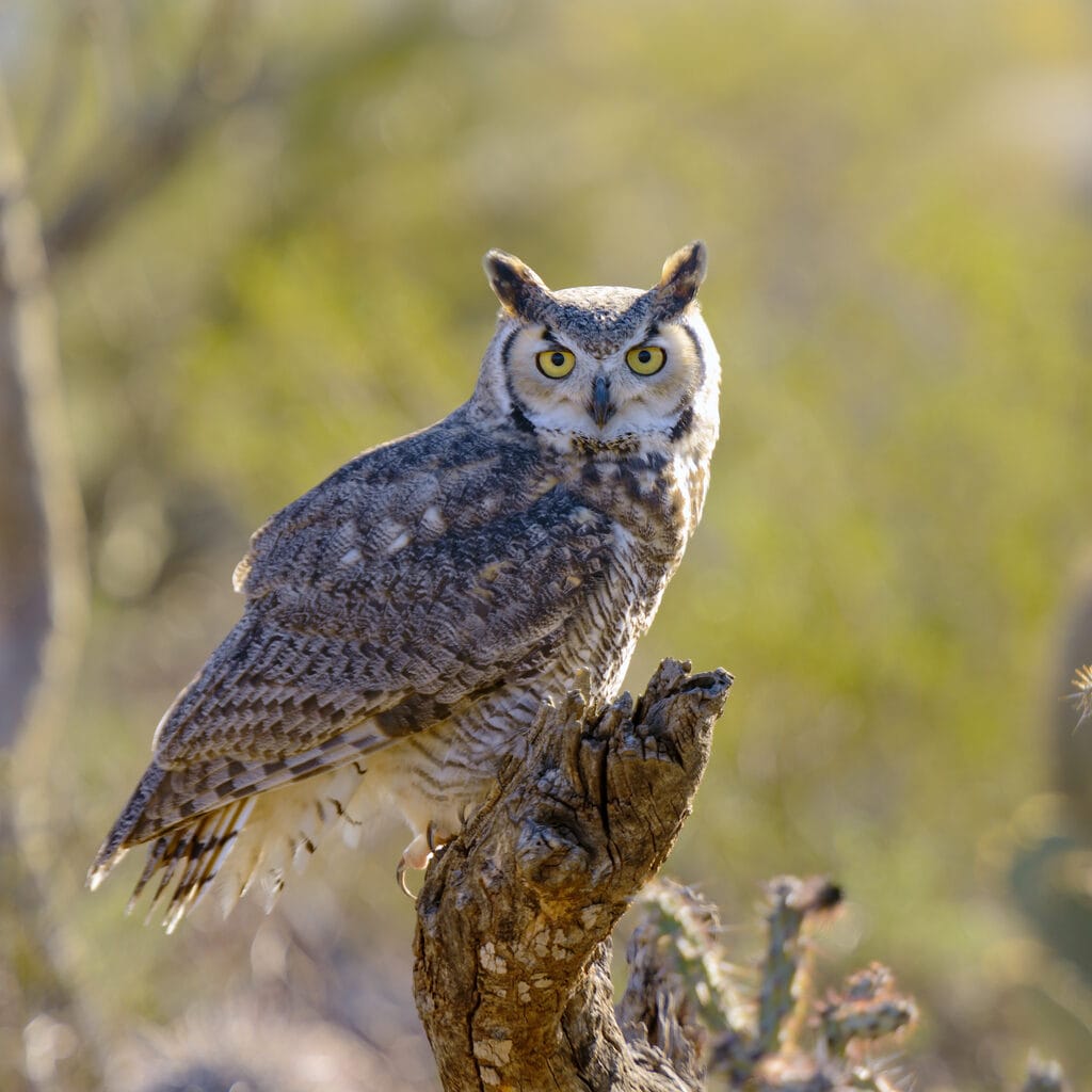 great horned owl close up