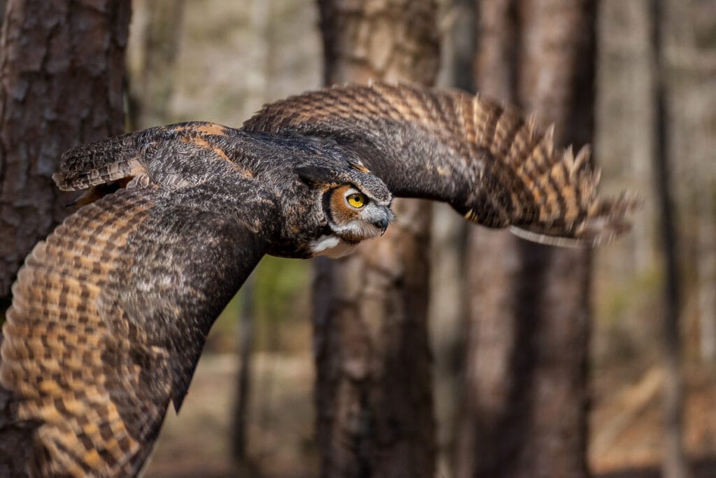 Great Horned Owl