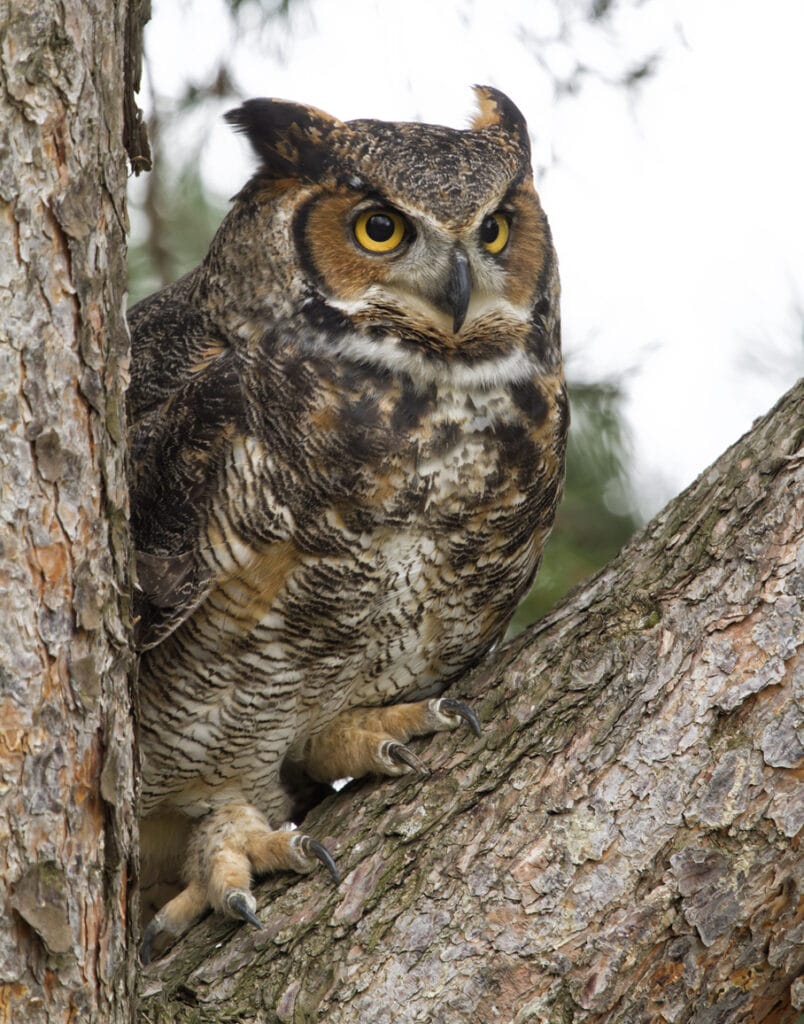 Great Horned Owl Perched in the Crook of a Tree