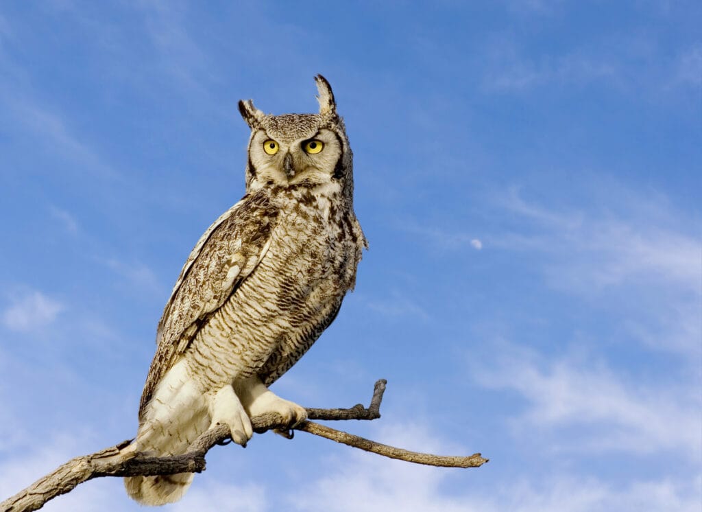 great horned owl perched