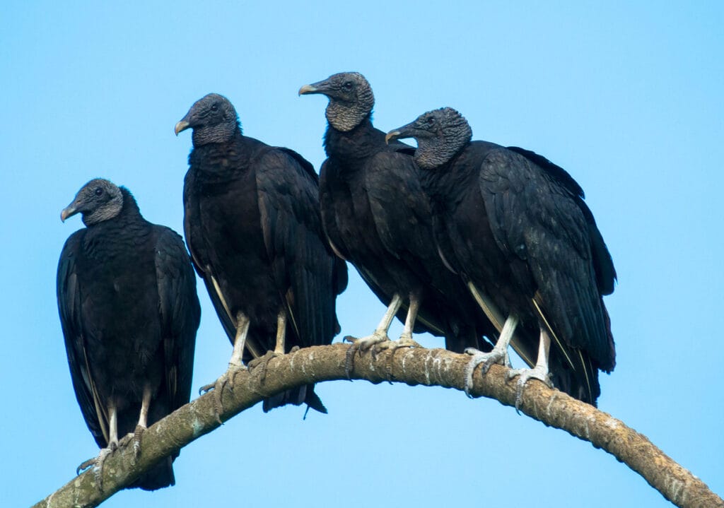 group of black vultures