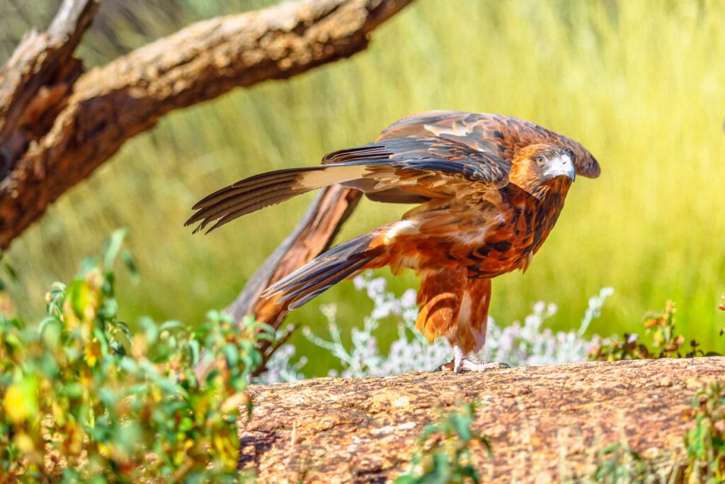 hawk getting ready to fly