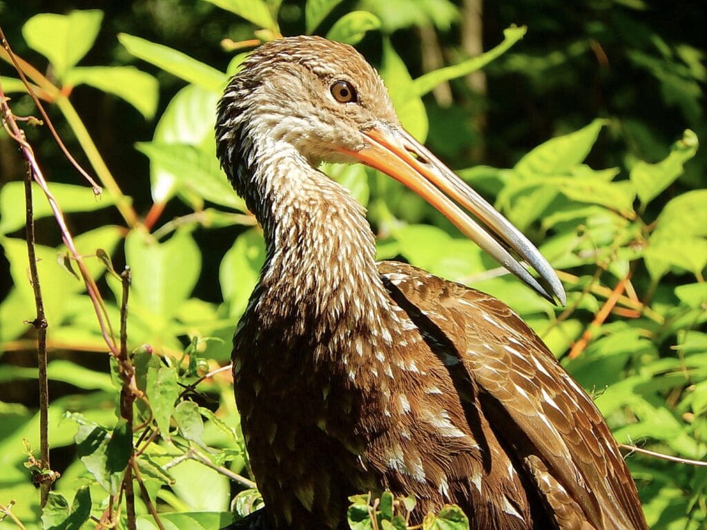 limpkin close up