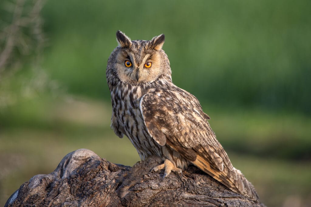 long eared owl