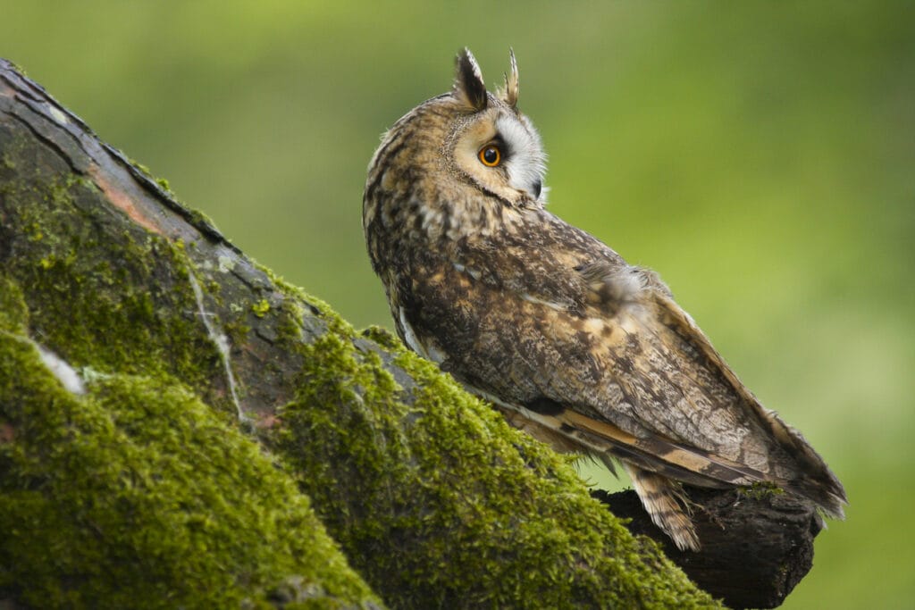long eared owl on a tree