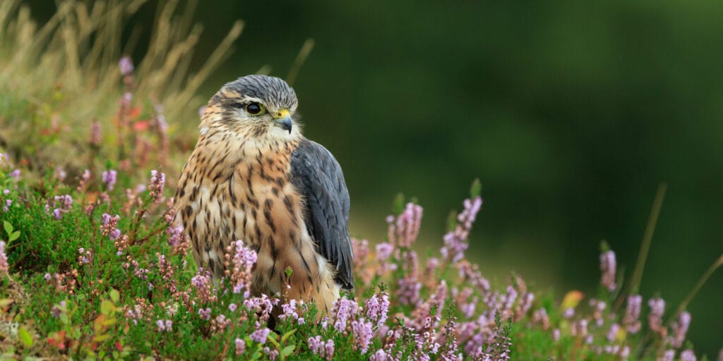 merlin sitting on foliage