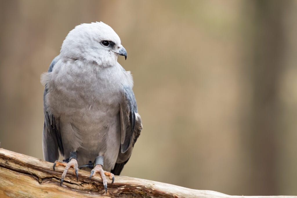 mississippi kite