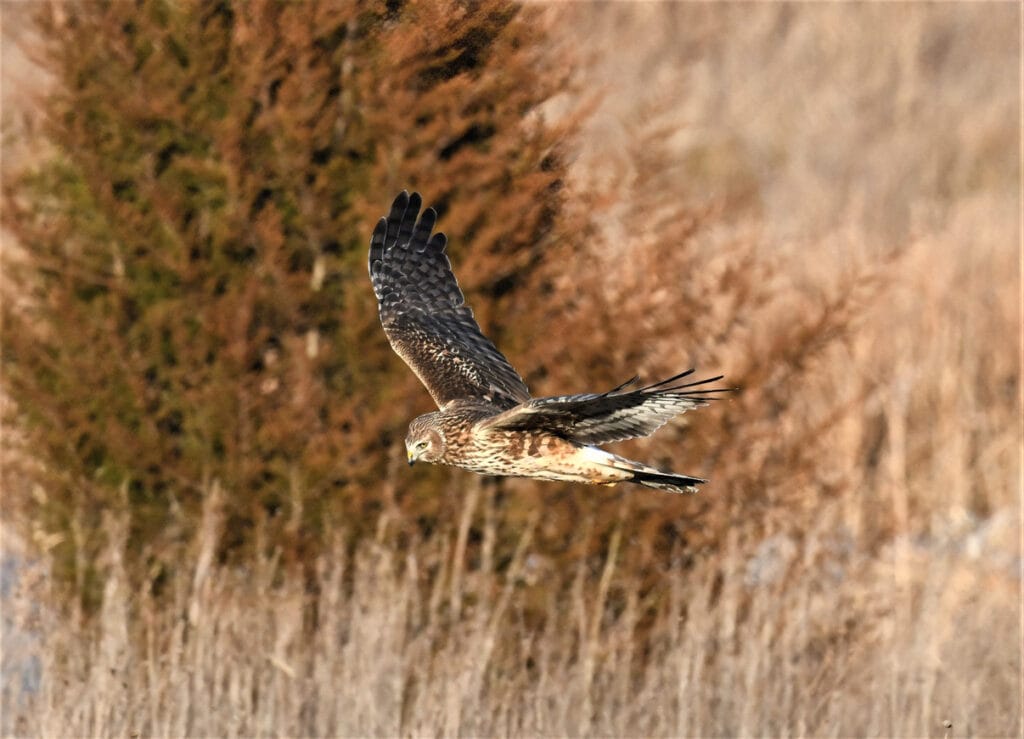 norther harrier over field