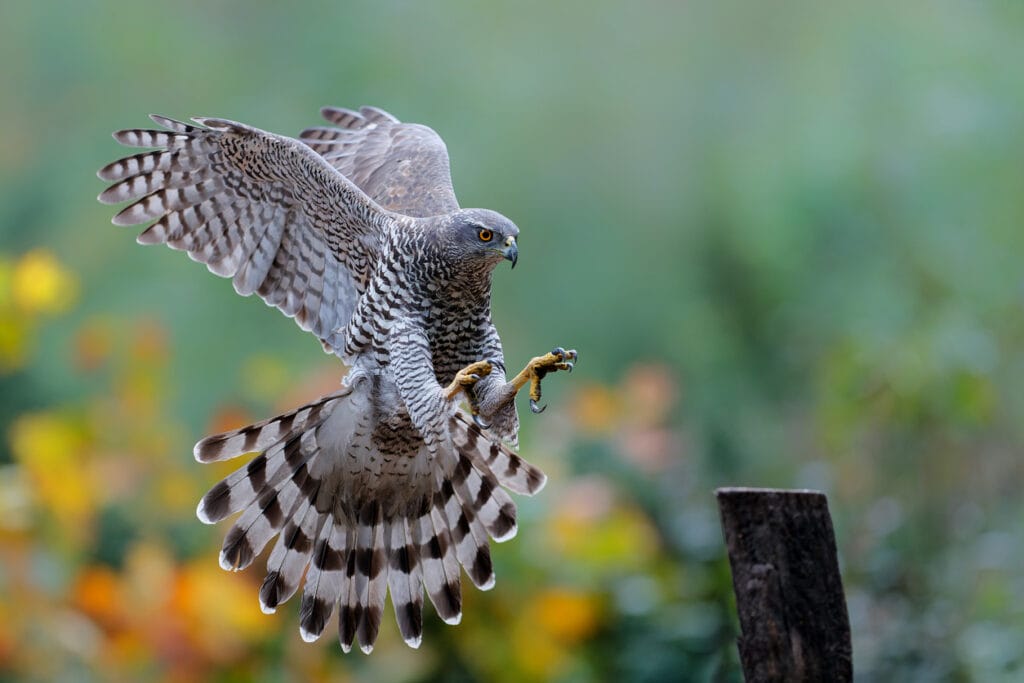 Northern goshawk in the forest