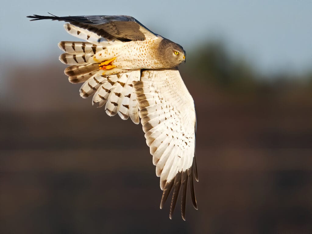 northern harrier flying