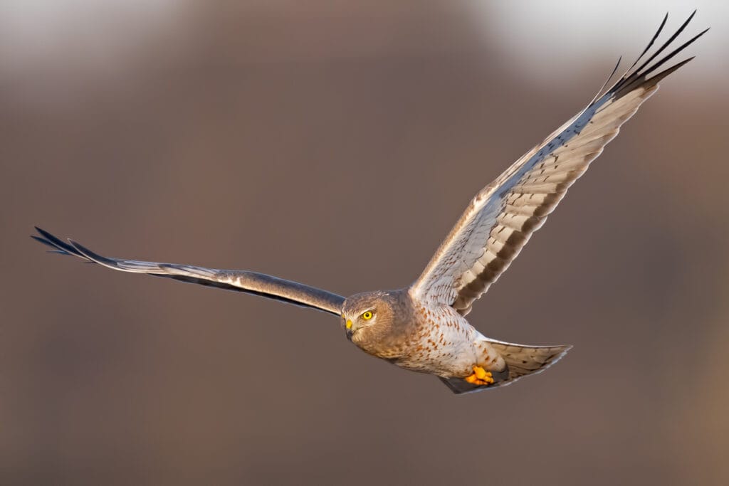 northern harrier flying