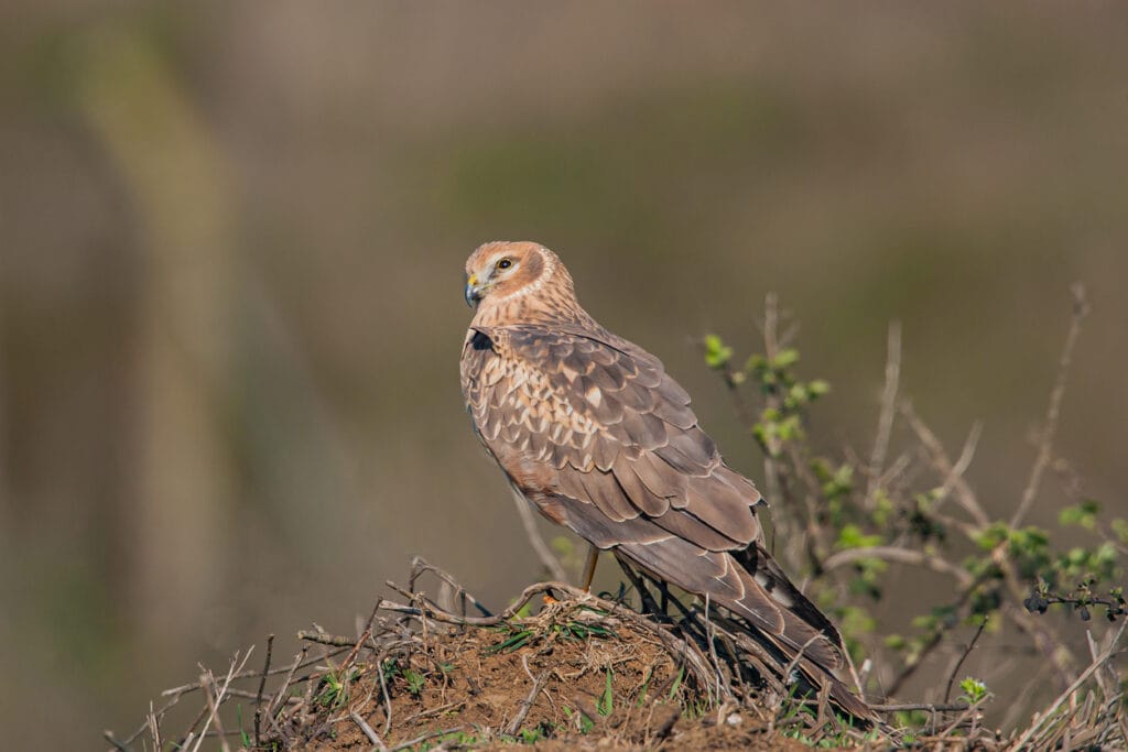 northern harrier on ground