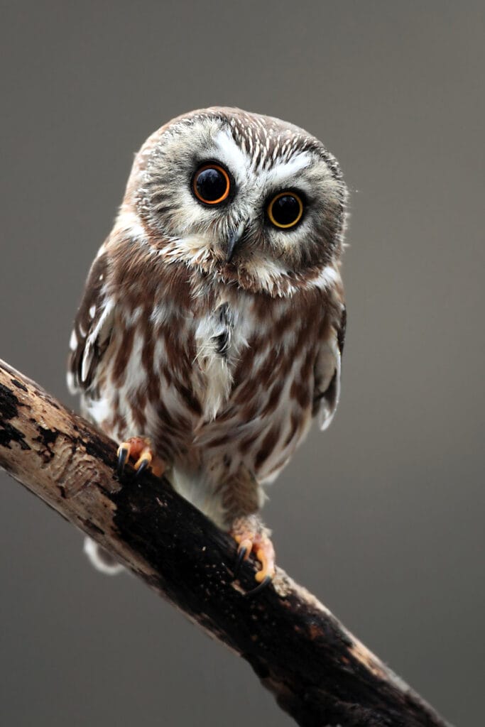 Closeup of a curious Northern Saw-Whet Owl 