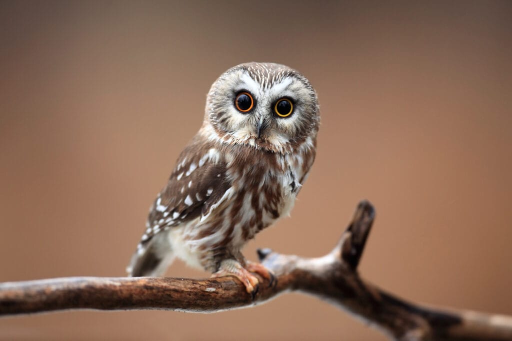 northern saw-whet owl