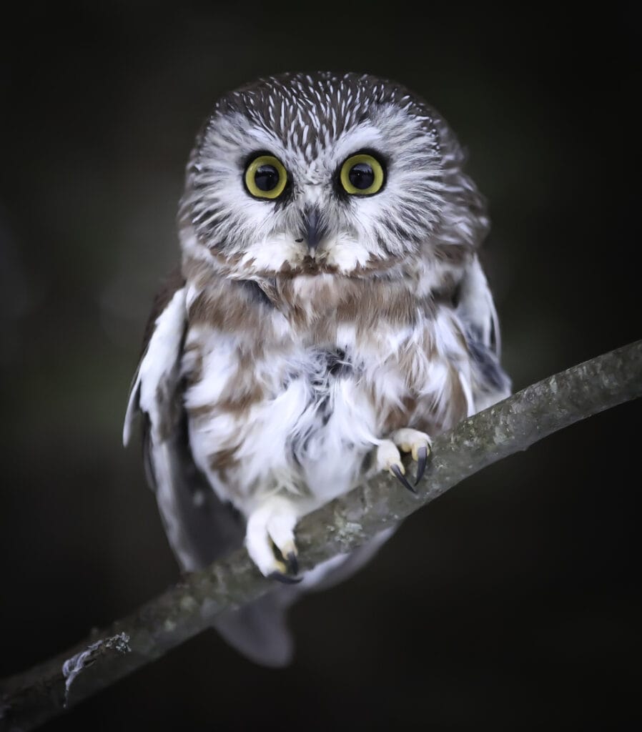 northern saw-whet owl