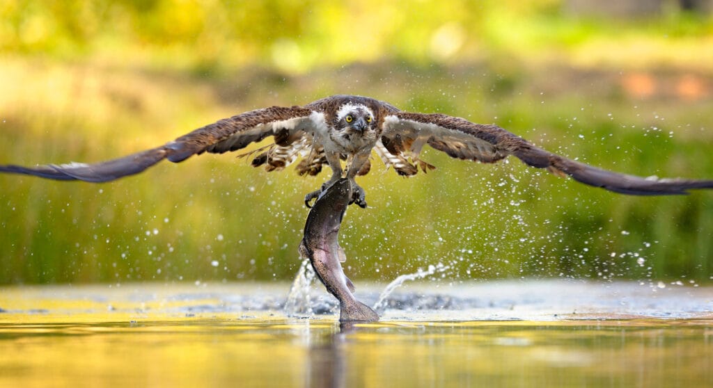 osprey catching a fish