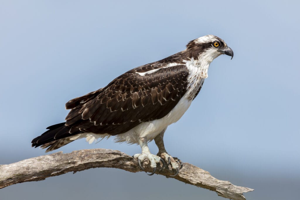 osprey resting in a tree