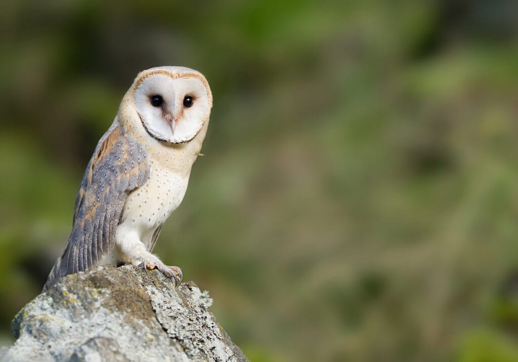 Barn owl sitting on the rock