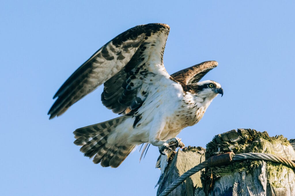 Closeup portrait of an osprey on a telephone pole with wings spread