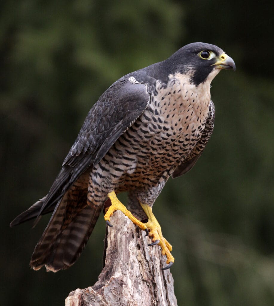 perched peregrine falcon