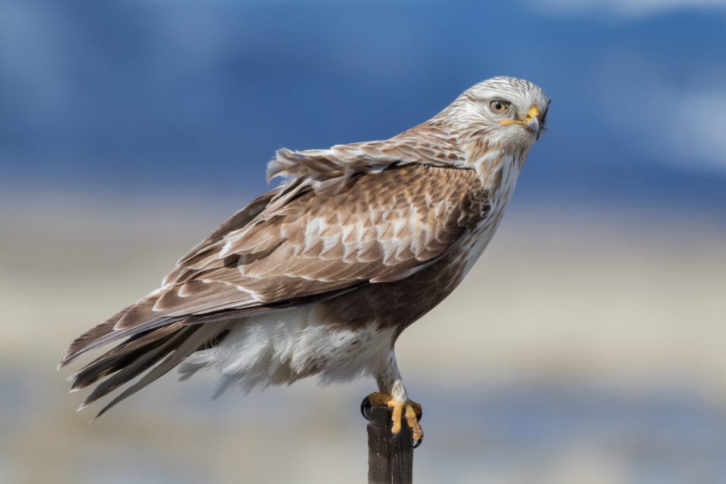 Rough-legged Hawk 