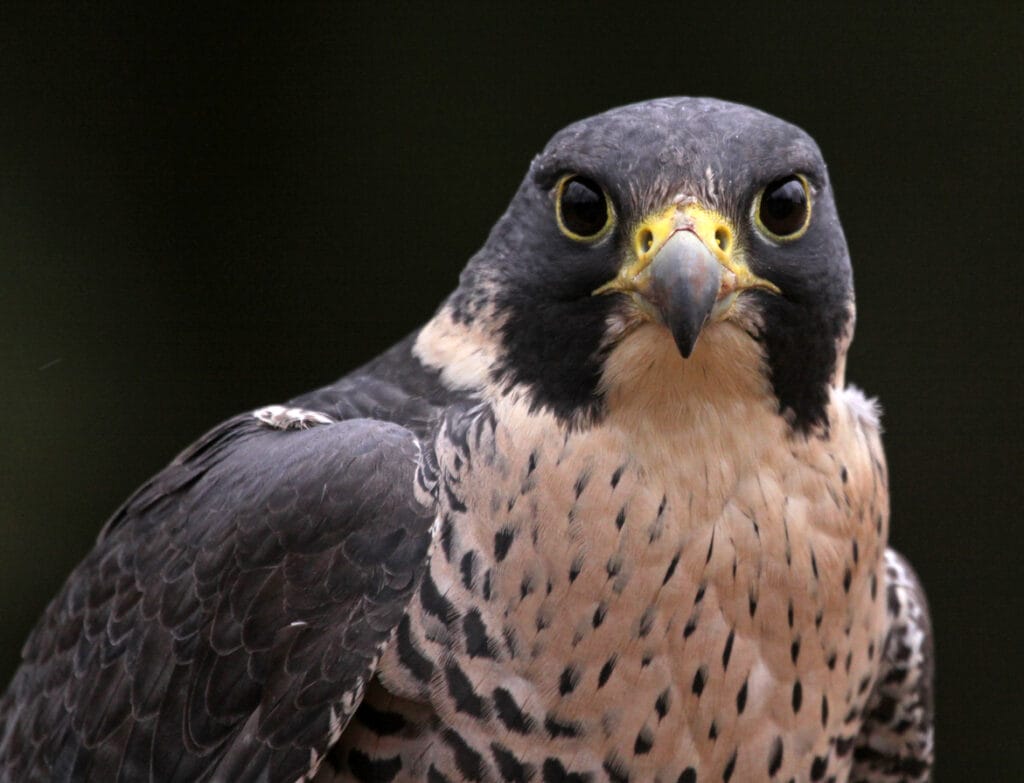 peregrine falcon close up