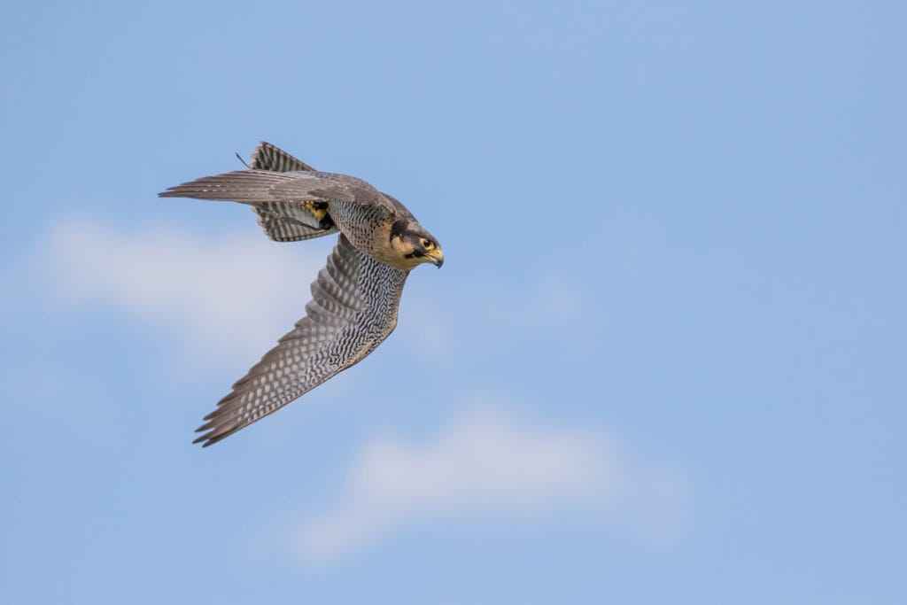 peregrine falcon flying