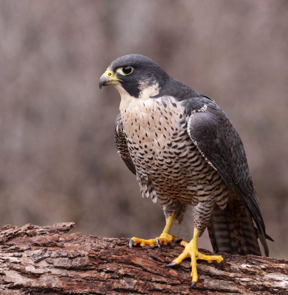 peregrine falcon sitting