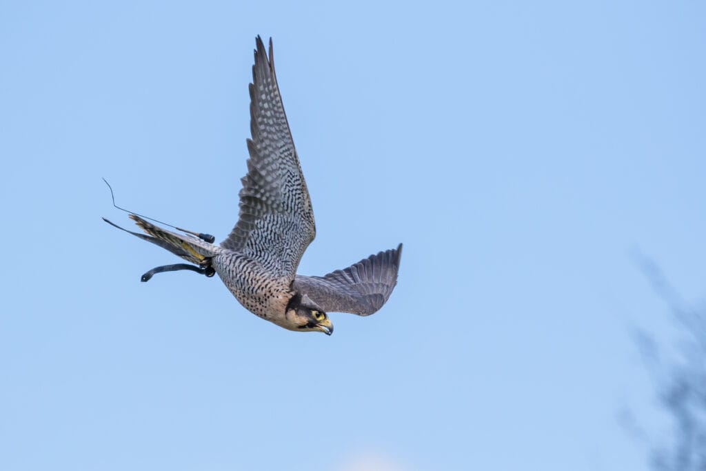 peregrine falcon swooping
