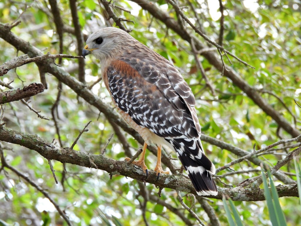 red shouldered hawk