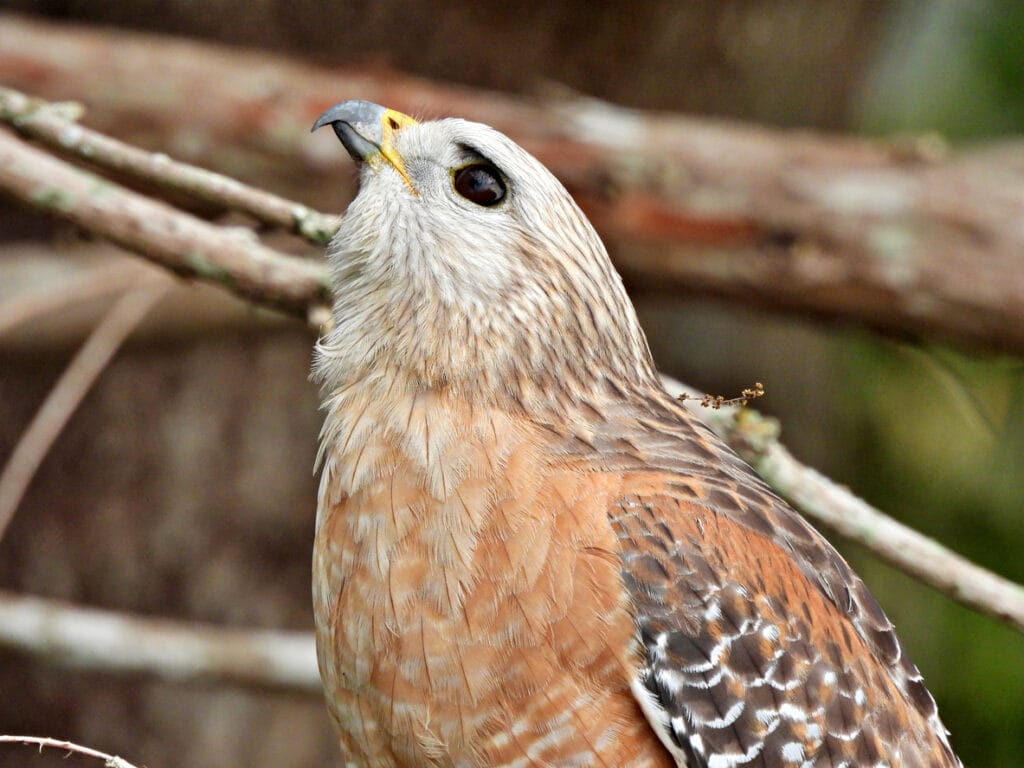 red shouldered hawk close up