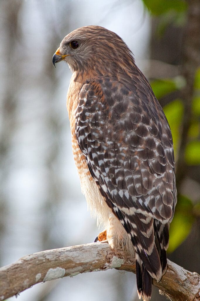 red shouldered hawk close up