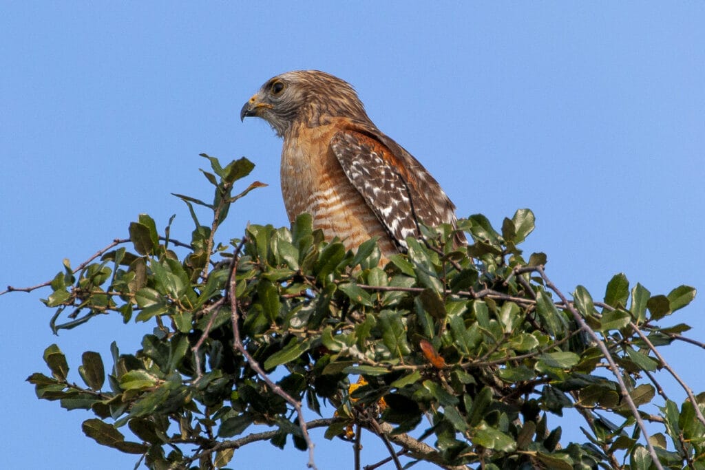 red shouldered hawk on a tree