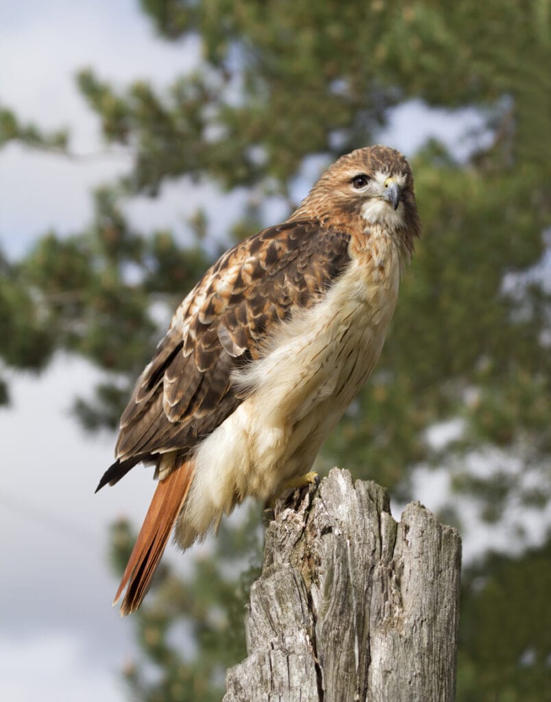 red shouldered hawk on log