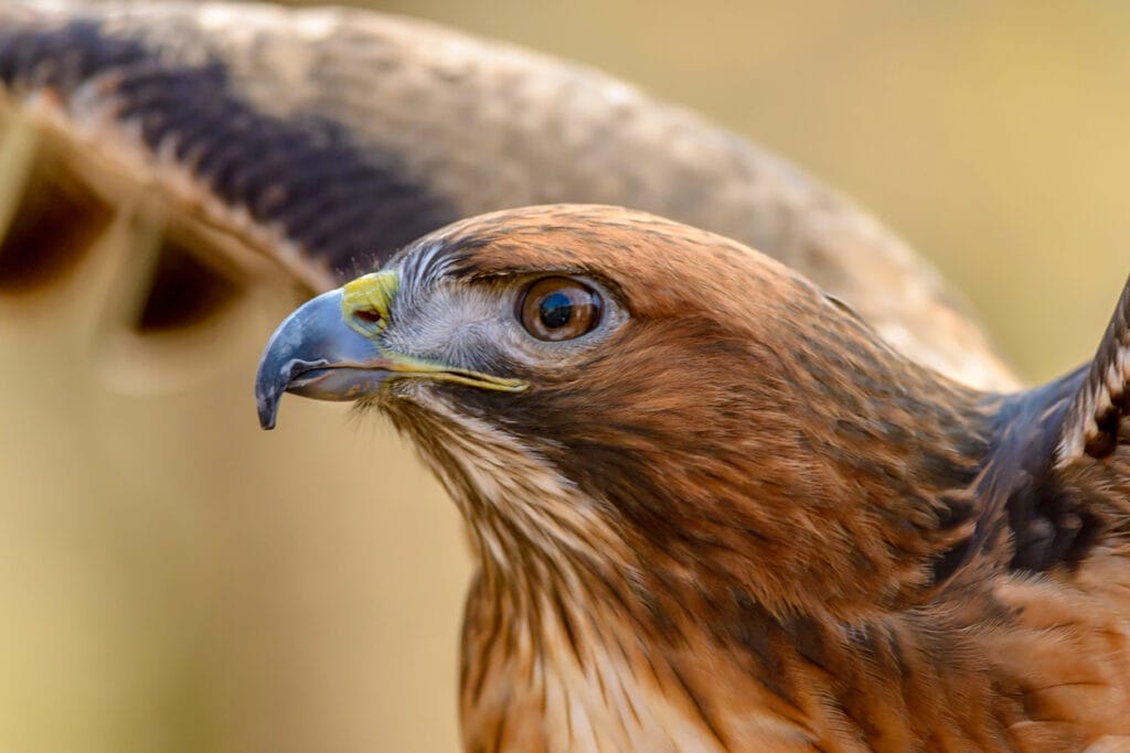 red tailed hawk close up